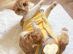 -灵美宠物诊所