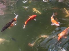 -正佳雨林生态植物园