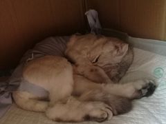 -瑞派宠物医院·24小时骨科·心脏·核磁(哈尔滨南岗店)
