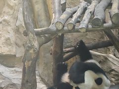 -成都动物园