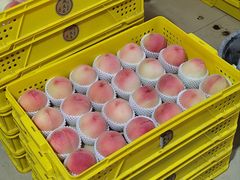 -老袁家蜜桃农场·阳山水蜜桃