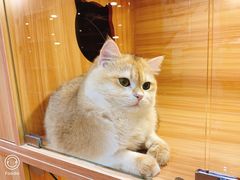 -猫十亿·布偶金渐层·曼基康矮脚猫舍(青年路店)