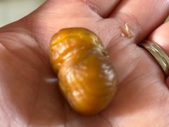 -阿男野栗王(金门路店)