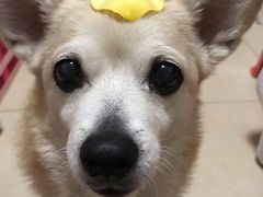 -彩虹桥宠物火化殡葬善终服务(金乐大厦店)