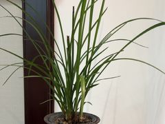 -皇城老妈火锅(琴台店)