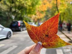 -广州市石门国家森林公园