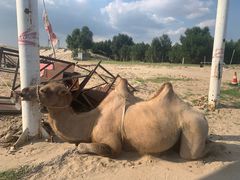 -库伦旗银沙湾旅游景区