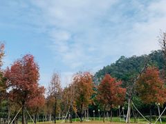 -顺峰山公园