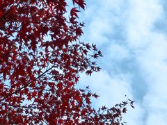 -苏州公园(双塔街道)