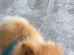 -东莞宠友24H宠物中心医院·转诊夜诊·异宠(新河北路院)