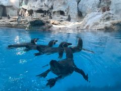 -帝企鹅自助餐厅•儿童岛•真企鹅(长隆企鹅酒店)