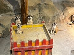 -绿色星球动物主题公园