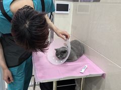 -北京观赏动物医院·24小时大型综合·猫专科·异宠专科