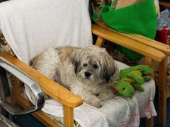 -北京赛佳动物医院