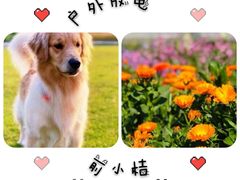 -前小桔亲子创意农场·草莓采摘·露营烧烤