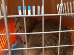 -艾贝尔宠物医院·宠保定点·超声绝育·免疫点(樱花路店)