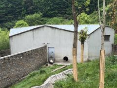 -卧龙中华大熊猫苑神树坪基地