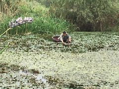 -长兴太湖图影湿地文化园