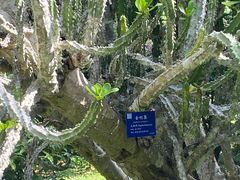 -西双版纳原始森林公园