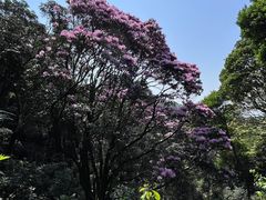 -梧桐山风景名胜区