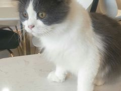 -飞行喵MR PILOT|猫舍·猫咖(静安大融城店)