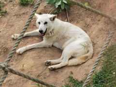 -西霞口神雕山野生动物世界