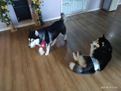 -Husky Go! 哈士奇体验馆·宠物咖啡厅狗咖