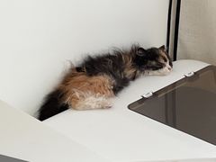 -爱侣宠医·鹦鹉专科·小型哺乳类·异宠专科(灵石路店)