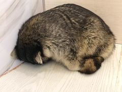 -浣熊柯尔鸭土拨鼠·电玩咖