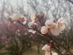-香雪海