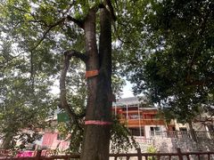 -卡拉农庄 正宗斗鸡肉