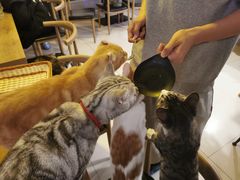 -平行世界·猫咖(首经贸店)