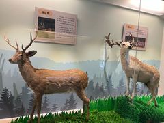 -北京麋鹿生态实验中心