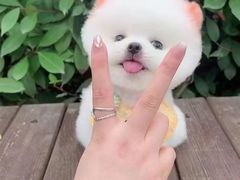 -小杨生煎(金山百联购物中心3楼店)