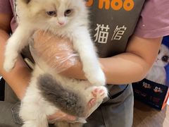-屋虎猫馆(宝安大仟里店)