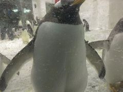-大连圣亚海洋世界