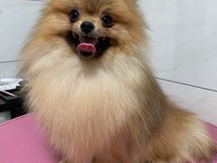 -艾贝尔宠物医院·狂犬免疫点(江山金象城店)