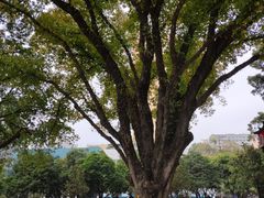 -广州中山纪念堂