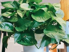 -七彩云南茶(七彩云南第壹城店)