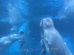 -海合安武汉极地海洋公园