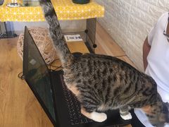 -平行世界·猫咖(首经贸店)