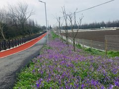 -上海长兴岛郊野公园