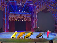 -珠海横琴长隆《卡卡虎奇遇记》