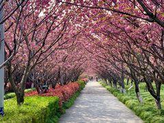 -高东镇樱花园