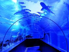 -成都浩海立方海洋公园