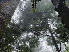 -天目山大树王景区