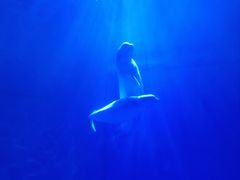 -多彩贵州城极地海洋世界