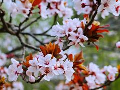 -海棠花溪(元大都城垣遗址公园)