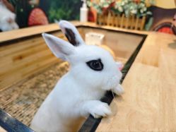 -神奇动物撸宠馆·羊驼·小浣熊·异宠(豫园店)