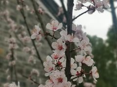 -花溪公园